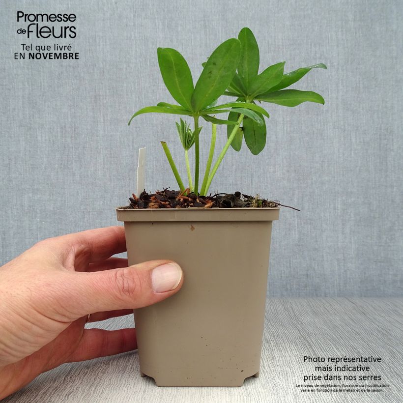 Amostra de Lupinus West Country Polar Princess Branco Vaso de 10 cm/11 cm tal como entregue no outono