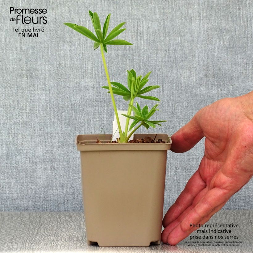 Amostra de Lupinus West Country Polar Princess Branco Vaso de 10 cm/11 cm tal como entregue na primavera