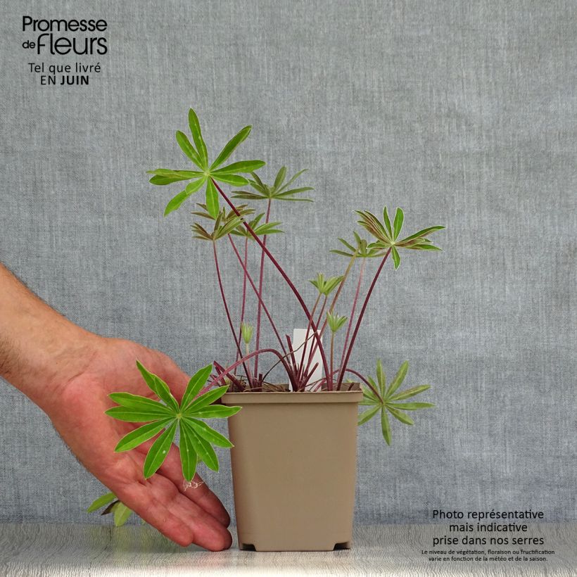 Amostra de Lupinus West Country Red Rum Vaso de 10 cm/11 cm tal como entregue no verão