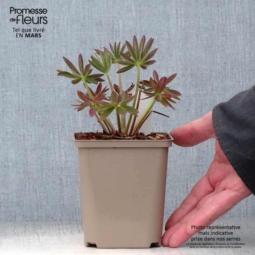 Amostra de Lupinus West Country Salmon Star Vaso de 10 cm/11 cm tal como entregue na primavera
