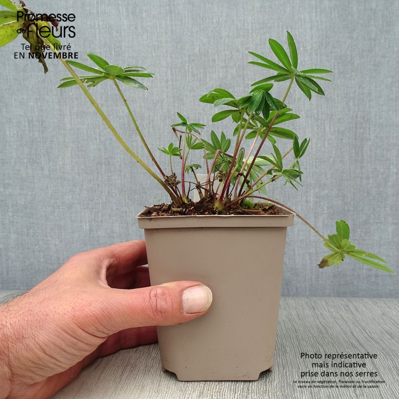 Amostra de Lupinus West Country Tequila Flame Vaso de 10 cm/11 cm tal como entregue no outono