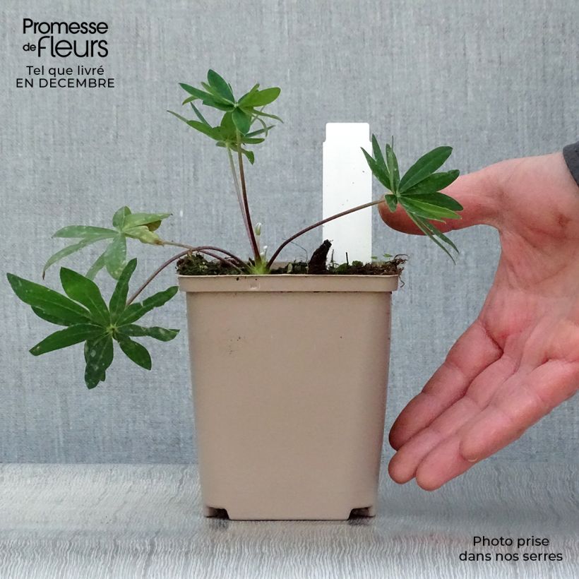 Amostra de Lupin West Country Tequila Flame rouge et jaune Vaso de 10 cm/11 cm tal como entregue no inverno