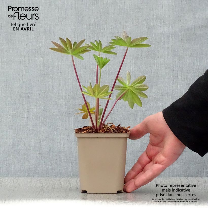 Amostra de Lupinus West Country Tequila Flame Vaso de 10 cm/11 cm tal como entregue na primavera