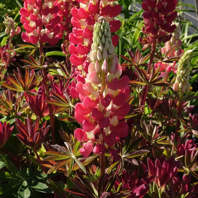 Lupinus West Country Tequila Flame (Floração)