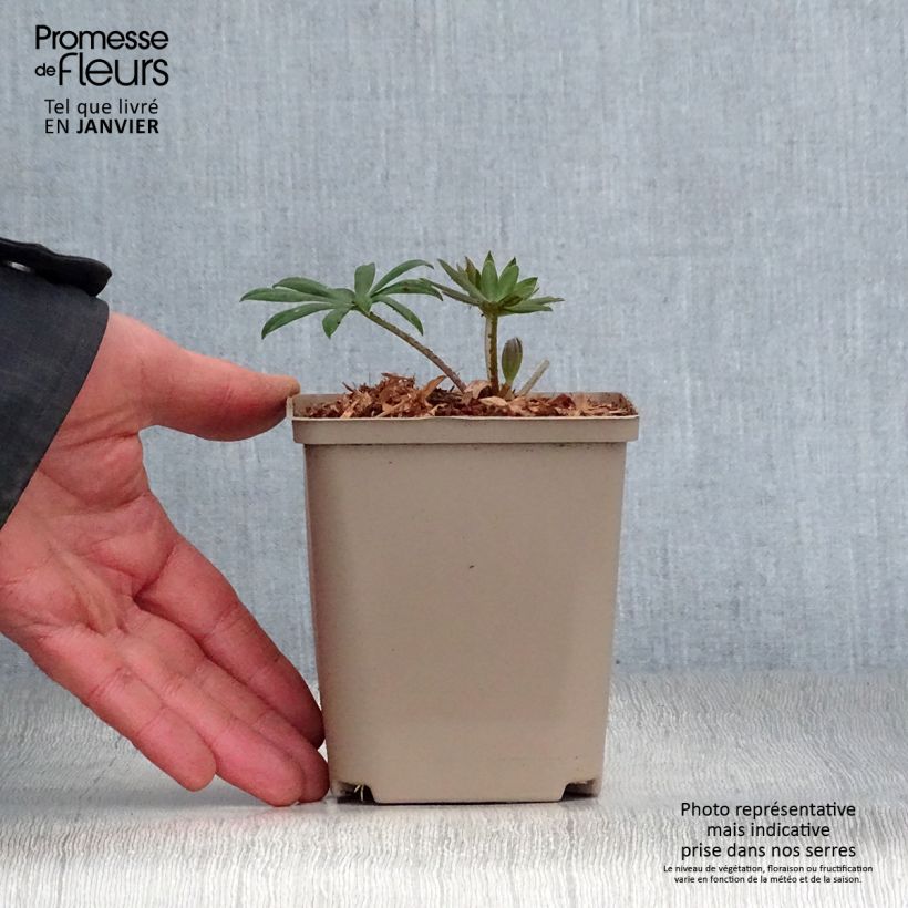 Amostra de Lupin West Country Terracotta Vaso de 10 cm/11 cm tal como entregue no inverno