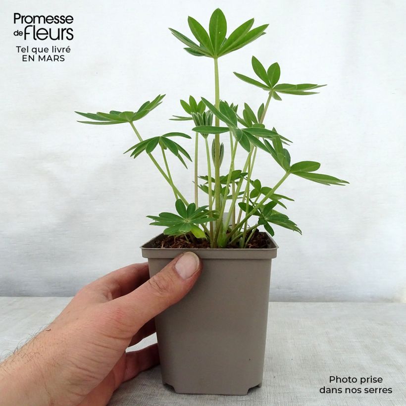 Amostra de Lupinus West Country Terracotta Vaso de 10 cm/11 cm tal como entregue na primavera