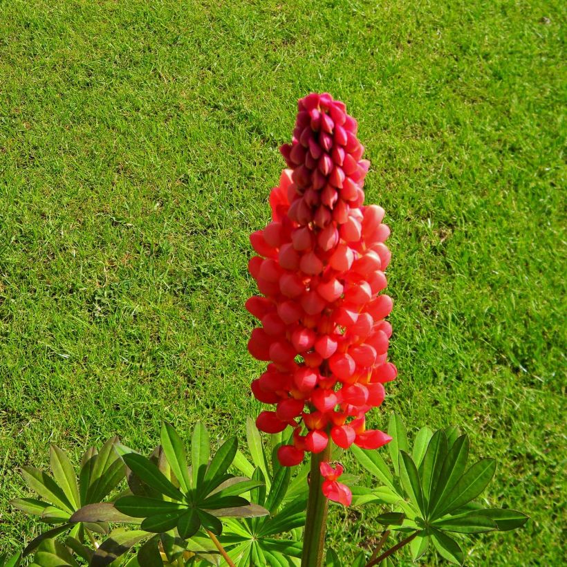 Lupinus West Country Towering Inferno (Floração)