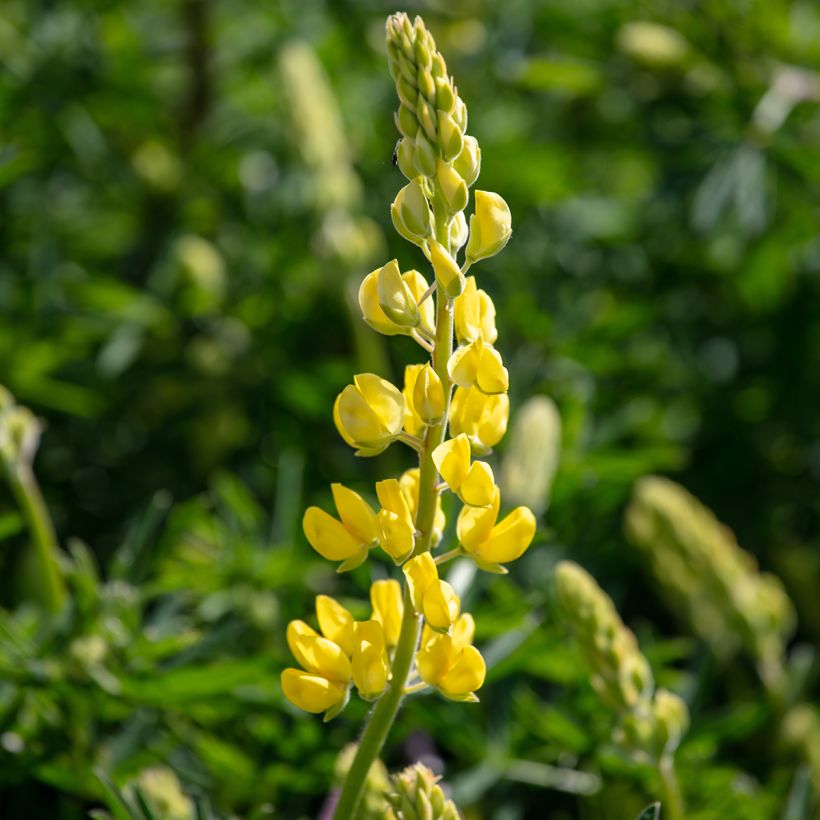 Lupinus arboreus (Floração)