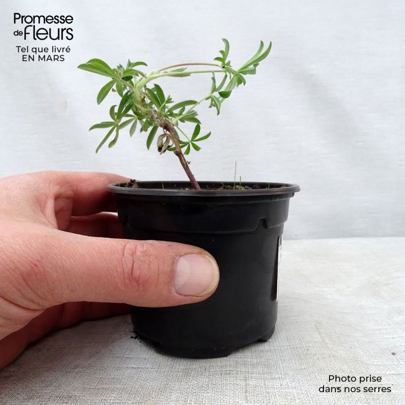 Amostra de Lupinus arboreus Vaso de 7/8 cm tal como entregue na primavera