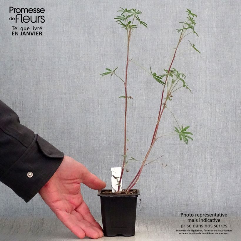 Amostra de Lupinus arboreus Vaso de 7/8 cm tal como entregue no inverno