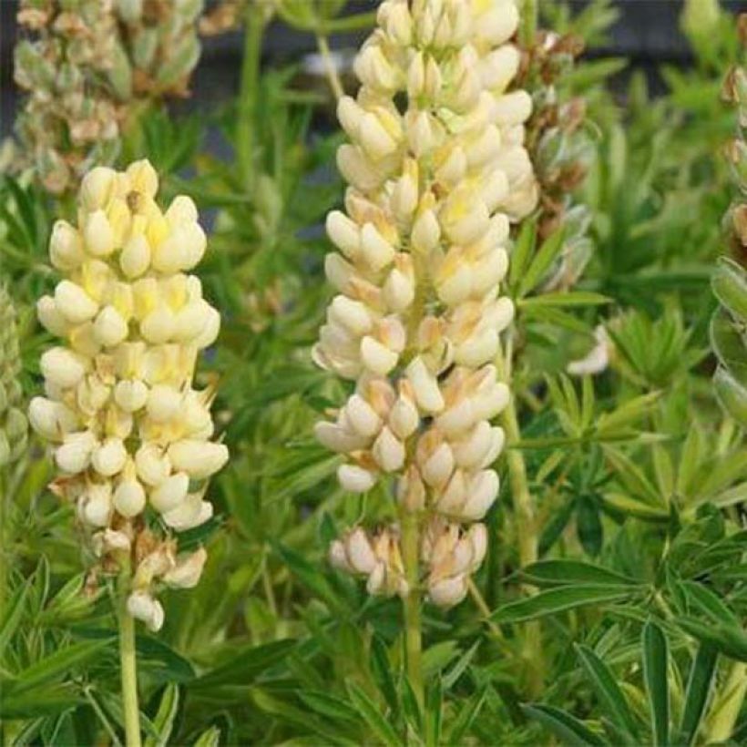 Lupinus Chandelier Amarelo (Floração)
