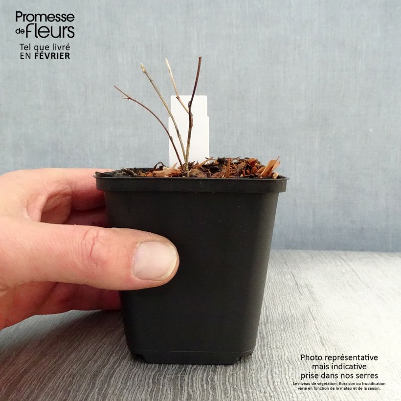 Amostra de Lupin indigo - Baptisia Purple Smoke Godet de 8/9 cm tal como entregue no inverno