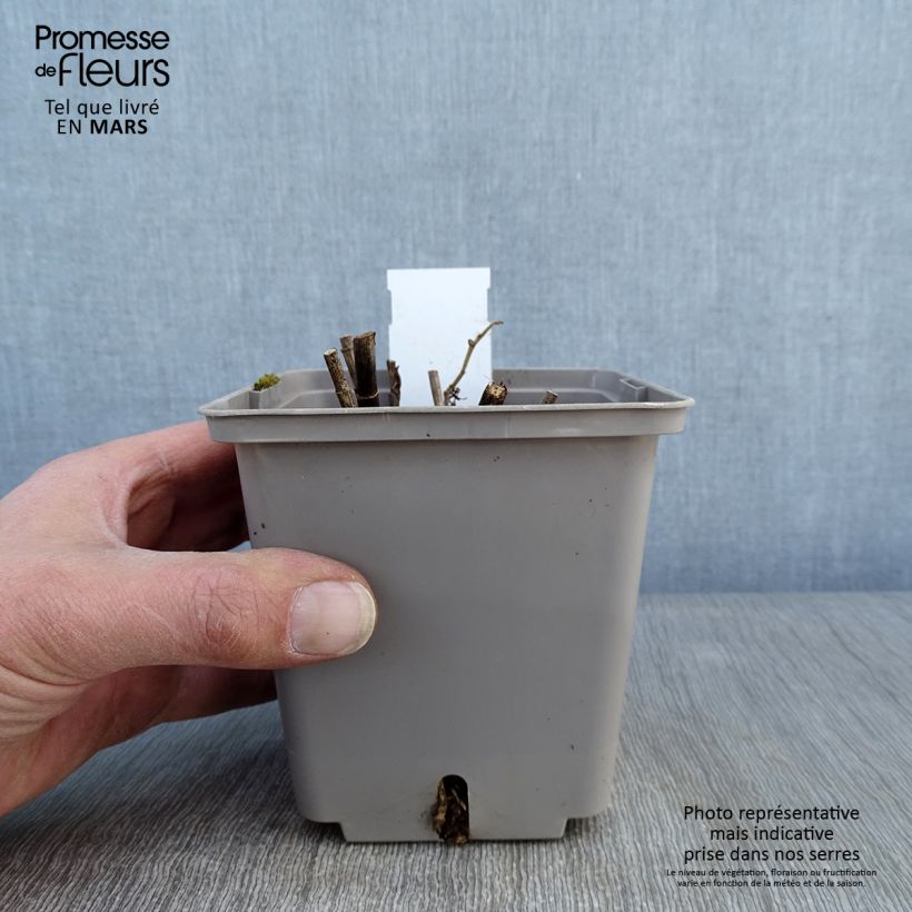 Amostra de Lupin indigo - Baptisia Purple Smoke Pot de 1L/1,5L tal como entregue no inverno