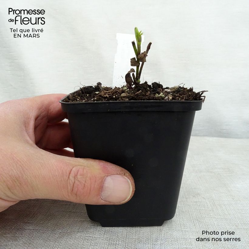 Amostra de Baptisia Twilight Prairie Blues Vaso de 8/9 cm tal como entregue na primavera