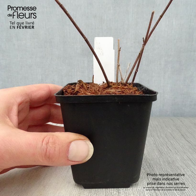 Amostra de Lupin indigo - Baptisia Twilight Prairie Blues Vaso de 8/9 cm tal como entregue no inverno