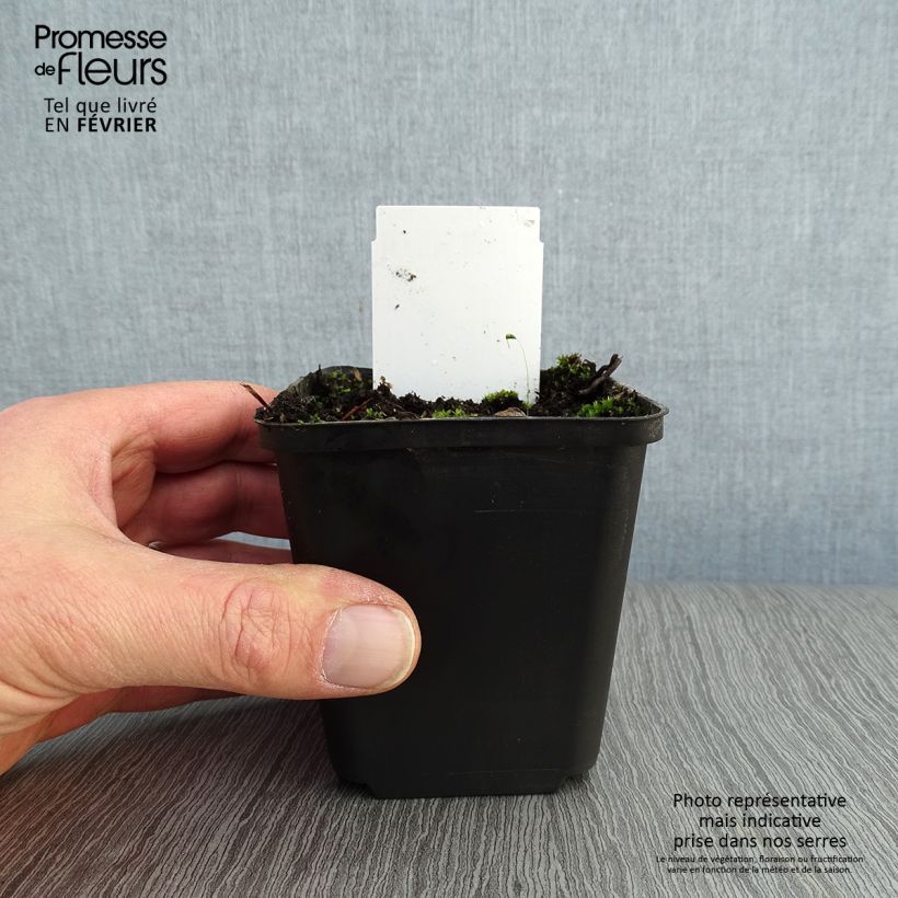 Amostra de Lupin indigo, Baptisia australis Vaso de 8/9 cm tal como entregue no inverno