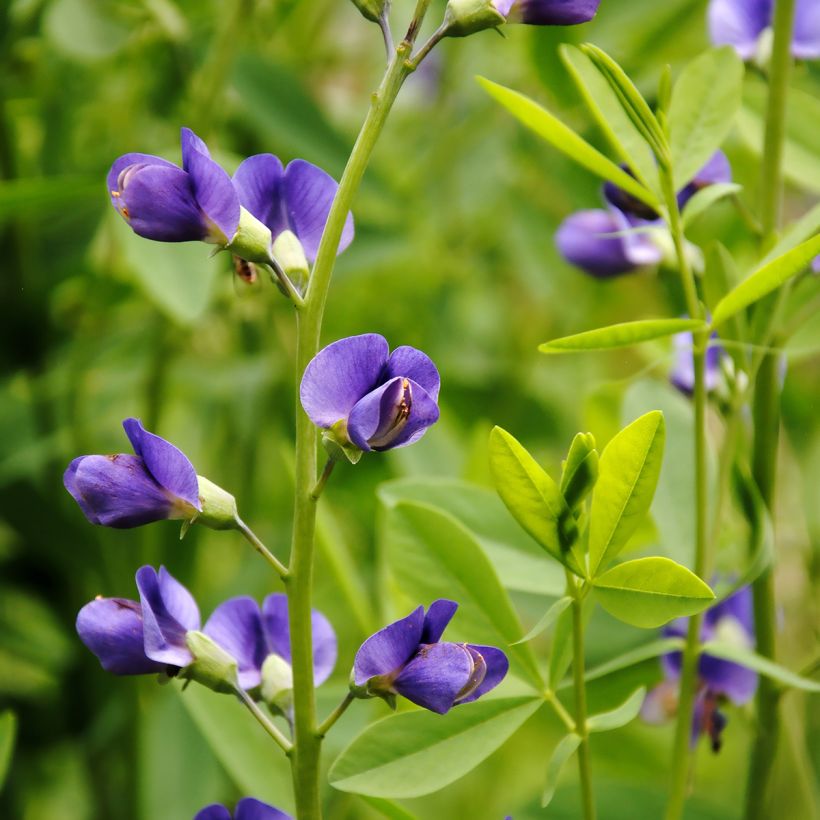 Baptisia australis (Floração)