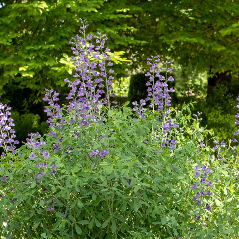 Baptisia australis (Hábito)