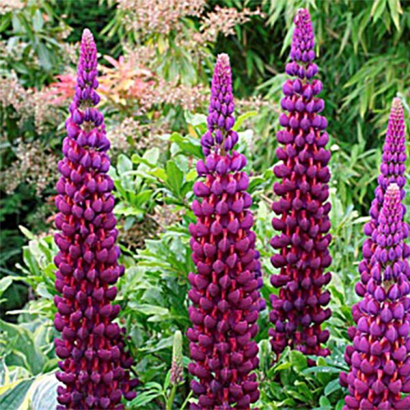 Lupinus West Country Masterpiece (Floração)