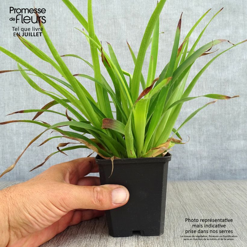 Amostra de Luzula sylvatica Vaso de 8/9 cm tal como entregue no verão