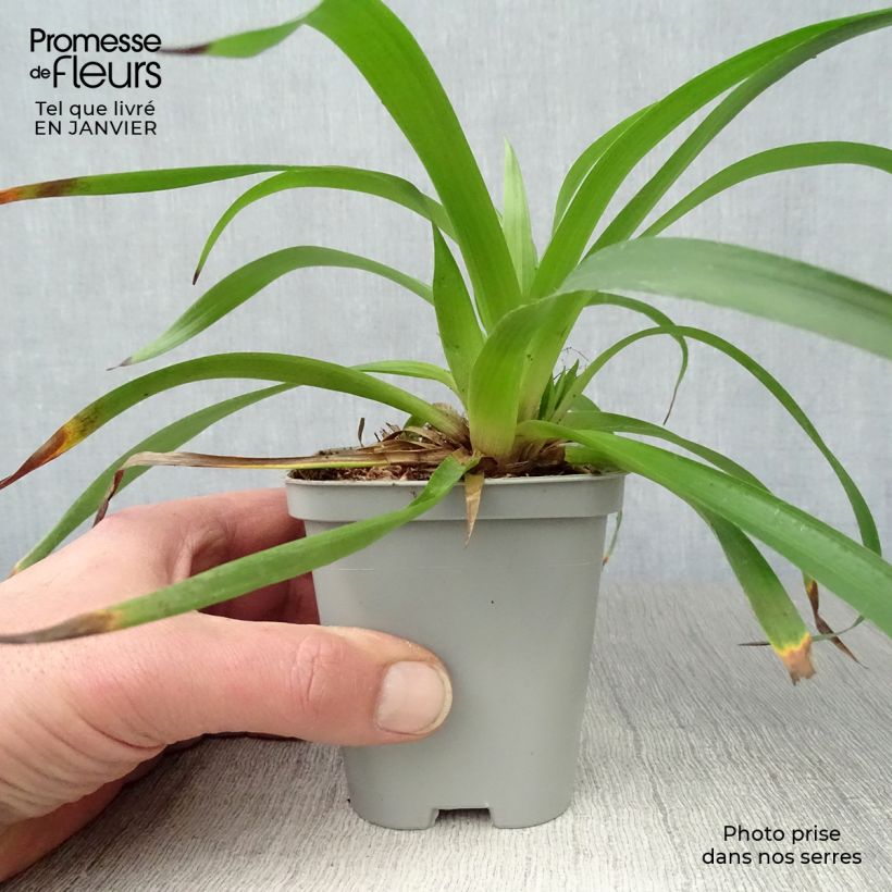 Amostra de Luzula sylvatica - Luzule des bois Vaso de 8/9 cm tal como entregue no inverno