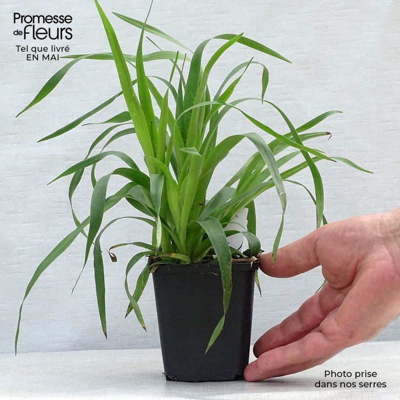 Amostra de Luzula sylvatica Vaso de 8/9 cm tal como entregue na primavera