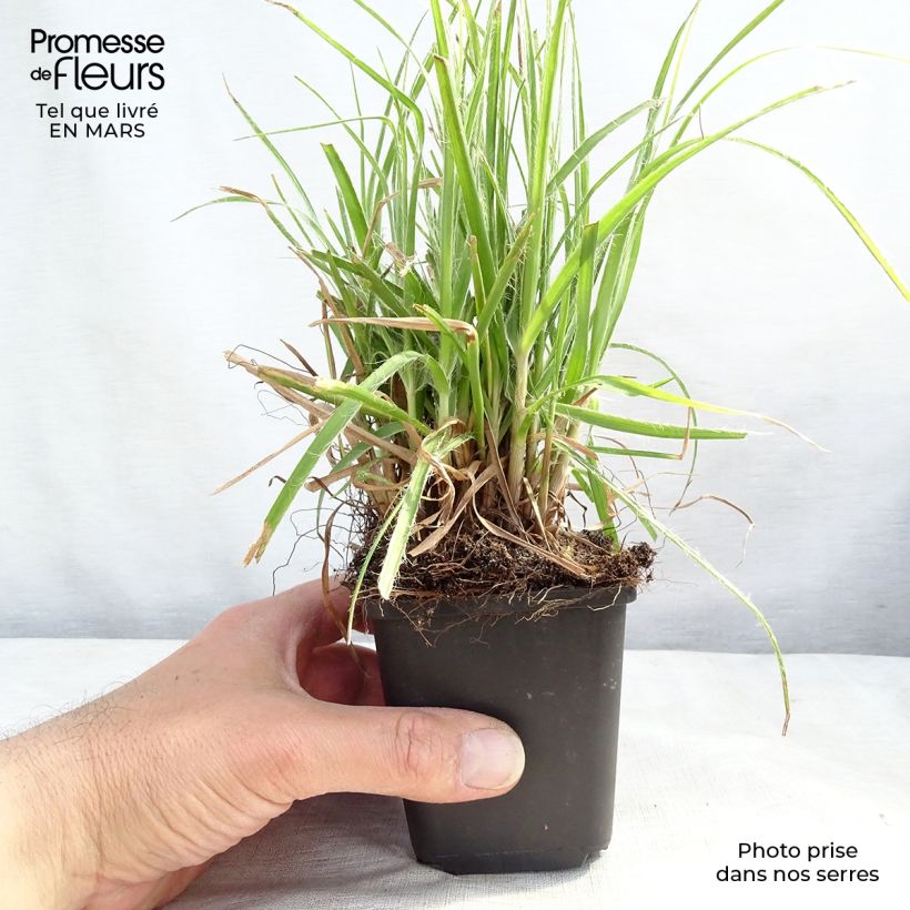 Amostra de Luzula nivea Vaso de 8/9 cm tal como entregue na primavera