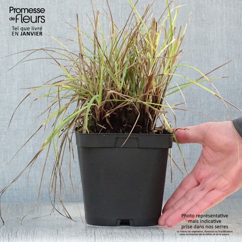 Amostra de Luzule blanche - Luzula nivea Vaso de 2 L/3 L tal como entregue no inverno