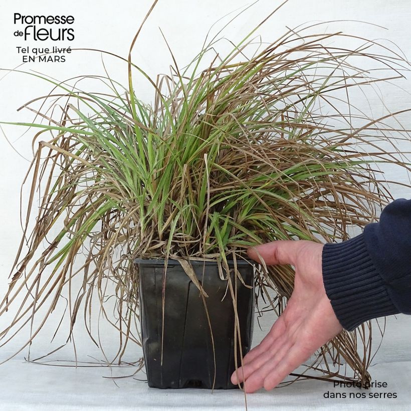 Amostra de Luzula nivea Vaso de 2 L/3 L tal como entregue na primavera