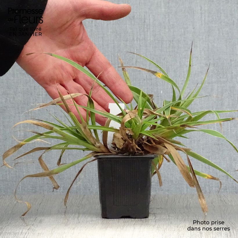 Amostra de Luzule des bois - Luzula sylvatica Marginata Vaso de 8/9 cm tal como entregue no inverno