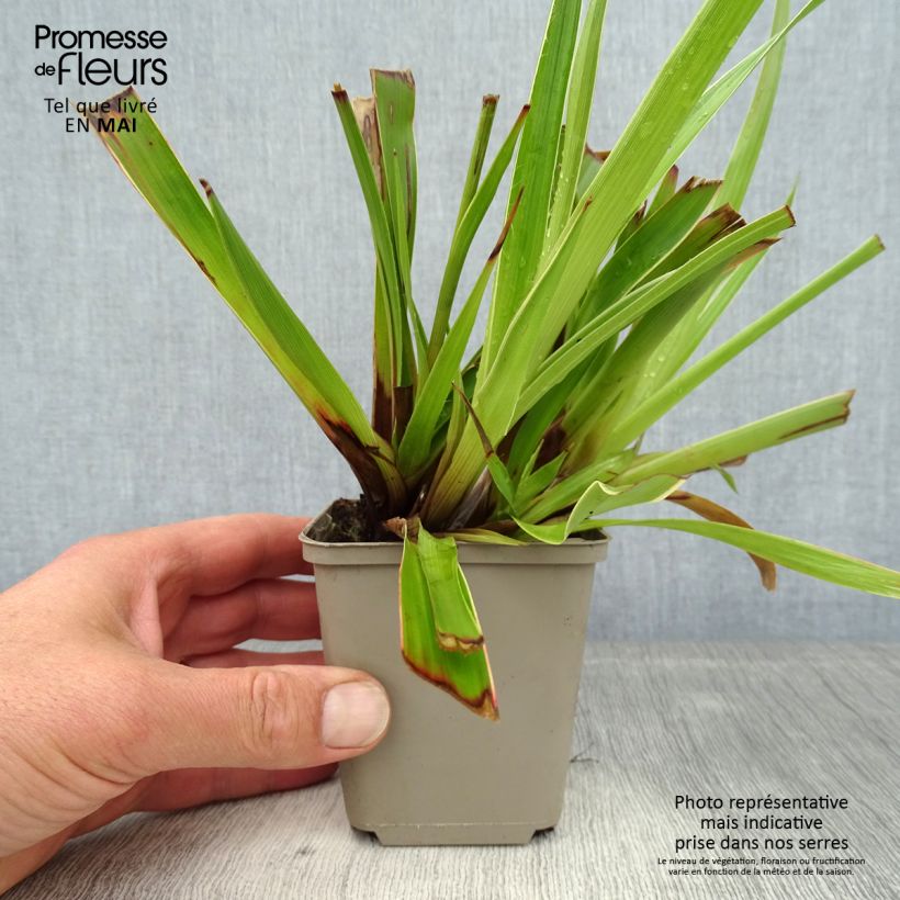 Amostra de Luzula sylvatica Marginata Vaso de 8/9 cm tal como entregue na primavera