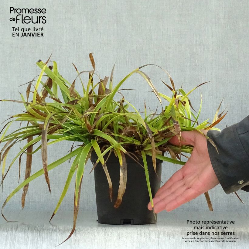 Amostra de Luzule des bois - Luzula sylvatica Marginata Vaso de 2 L/3 L tal como entregue no inverno