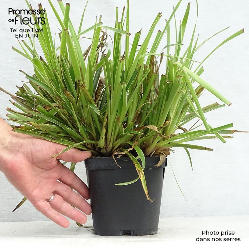 Amostra de Luzula sylvatica Marginata Vaso de 2 L/3 L tal como entregue no verão