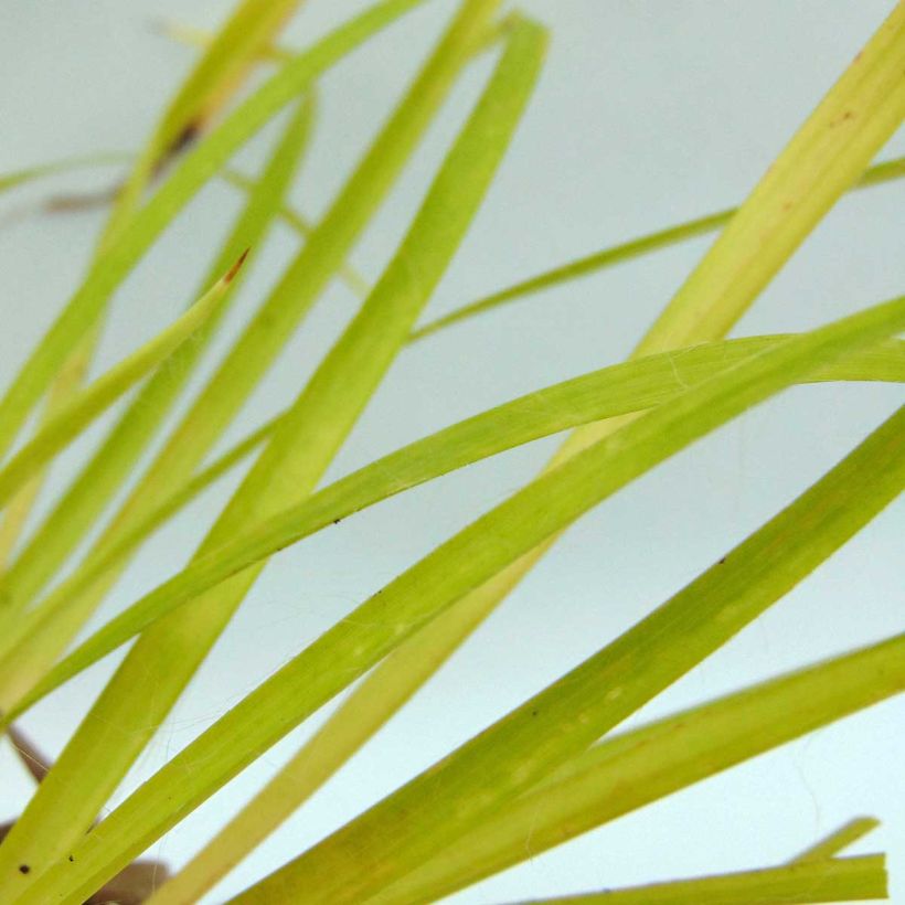 Luzula sylvatica Solar Flare (Folhagem)