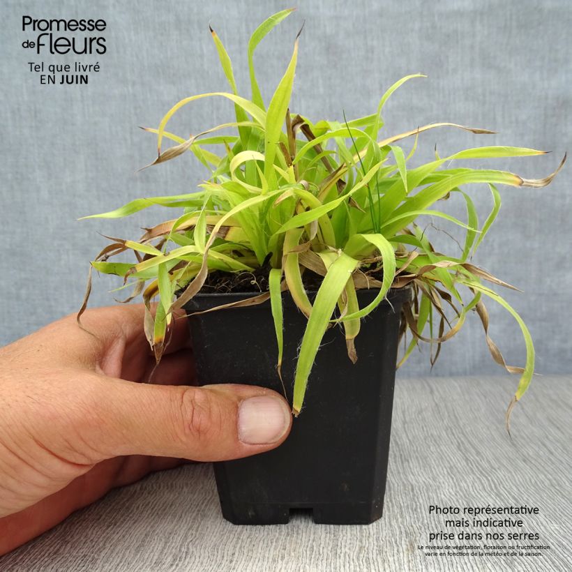 Amostra de Luzula sylvatica Solar Flare Vaso de 8/9 cm tal como entregue no verão