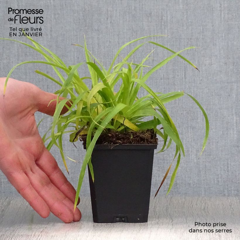 Amostra de Luzule des bois- Luzula sylvatica Solar Flare Vaso de 8/9 cm tal como entregue no inverno