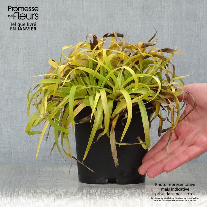 Amostra de Luzule des bois- Luzula sylvatica Solar Flare Vaso de 2 L/3 L tal como entregue no inverno