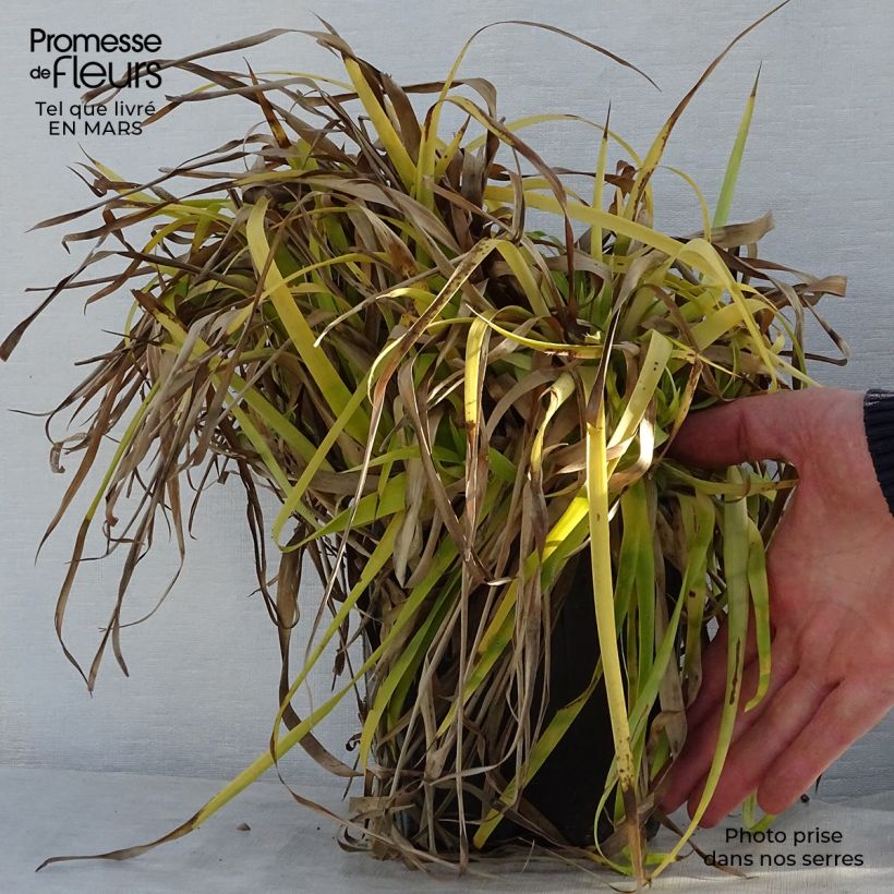 Amostra de Luzula sylvatica Solar Flare Vaso de 2 L/3 L tal como entregue na primavera