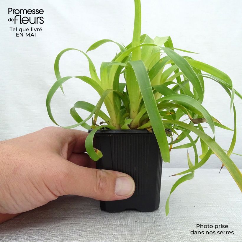 Amostra de Luzula sylvatica Solar Flare Vaso de 8/9 cm tal como entregue na primavera