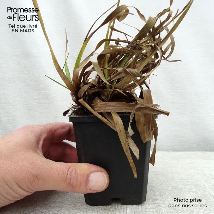 Amostra de Luzula sylvatica Surprise Vaso de 8/9 cm tal como entregue na primavera