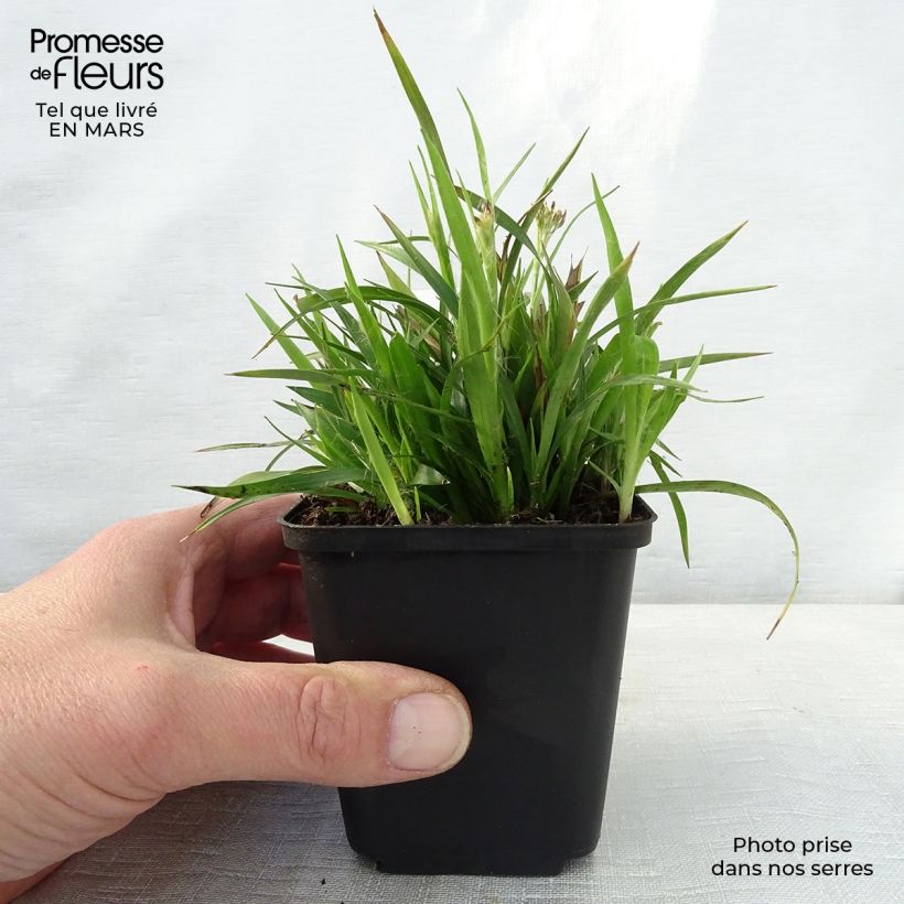 Amostra de Luzula pilosa Vaso de 8/9 cm tal como entregue na primavera