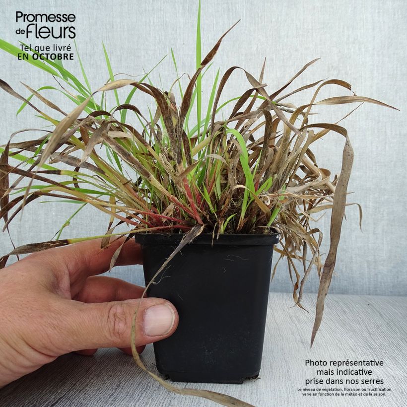 Amostra de Luzula pilosa Vaso de 8/9 cm tal como entregue no outono
