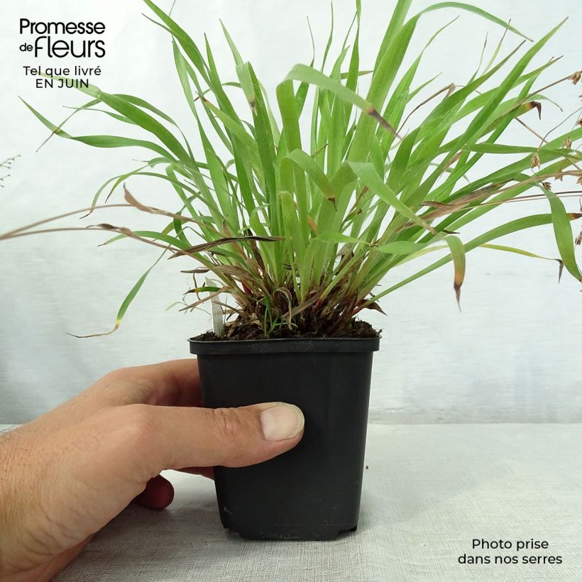 Amostra de Luzula pilosa Vaso de 8/9 cm tal como entregue no verão