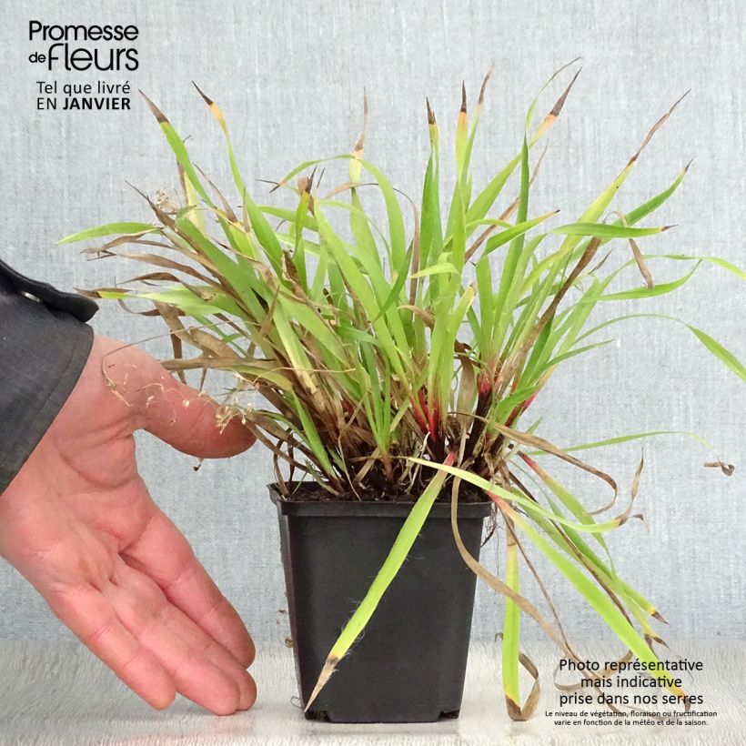 Amostra de Luzule printanière - Luzula pilosa Vaso de 8/9 cm tal como entregue no inverno