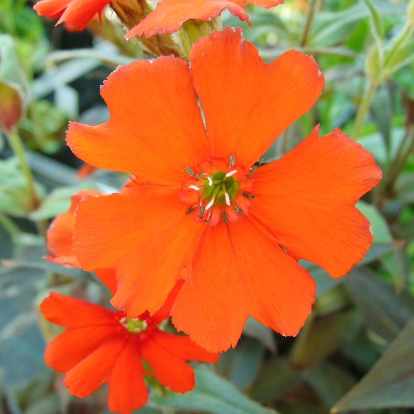 Lychnis arkwrightii Vesuvius (Floração)