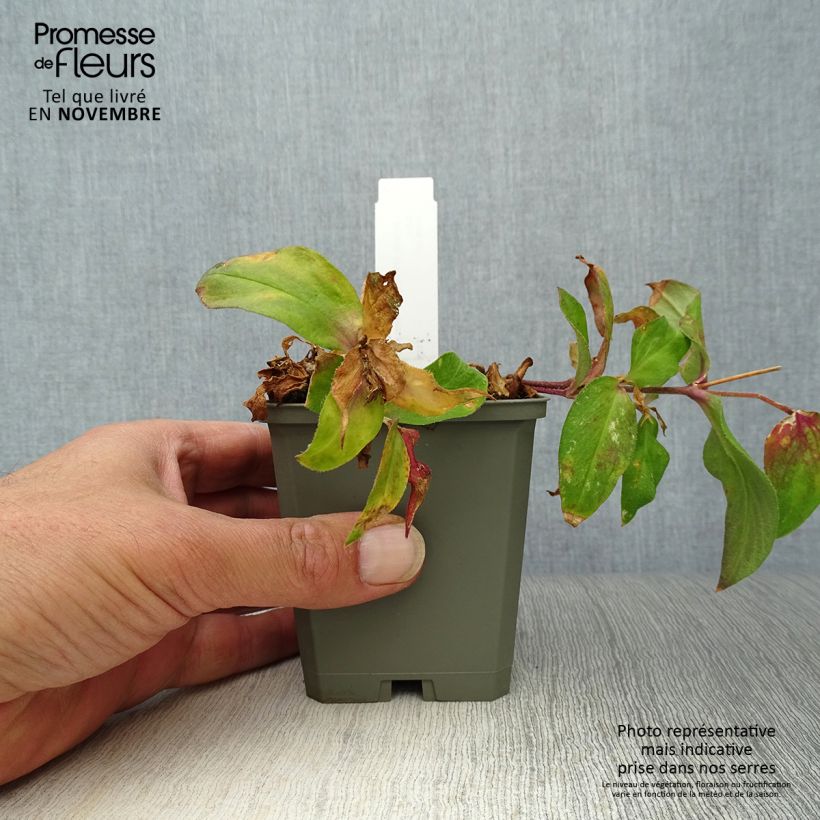 Amostra de Lychnis arkwrightii Vesuvius Vaso de 8/9 cm tal como entregue no outono