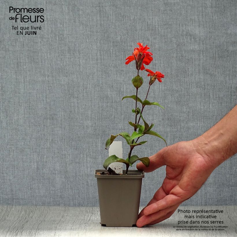 Amostra de Lychnis arkwrightii Vesuvius Vaso de 8/9 cm tal como entregue no verão
