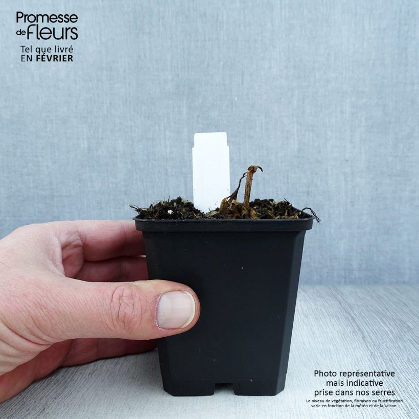 Amostra de Lychnis Arkwrightii Vesuvius Vaso de 8/9 cm tal como entregue no inverno