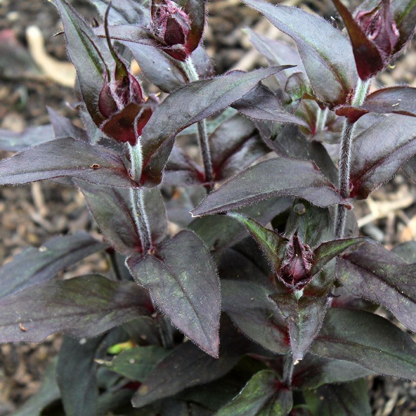 Lychnis arkwrightii Vesuvius (Folhagem)