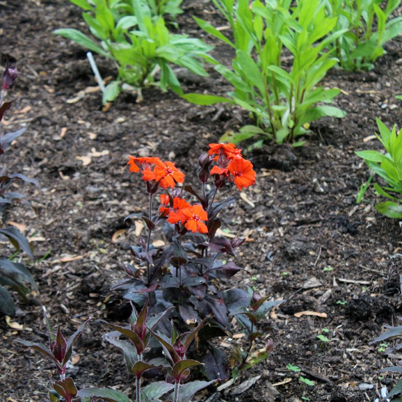 Lychnis arkwrightii Vesuvius (Hábito)